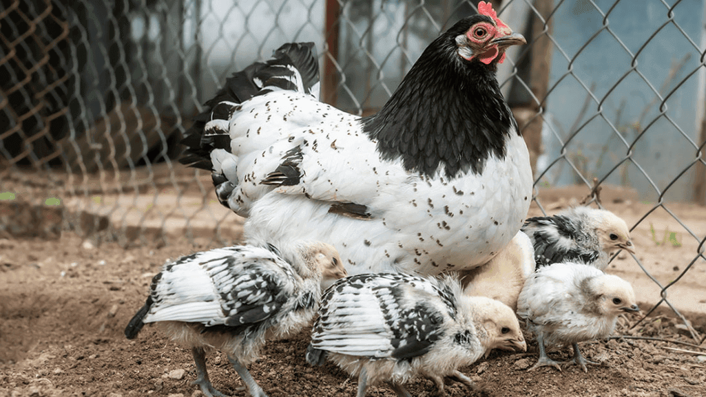 How Long Does It Take for a Chicken to Grow