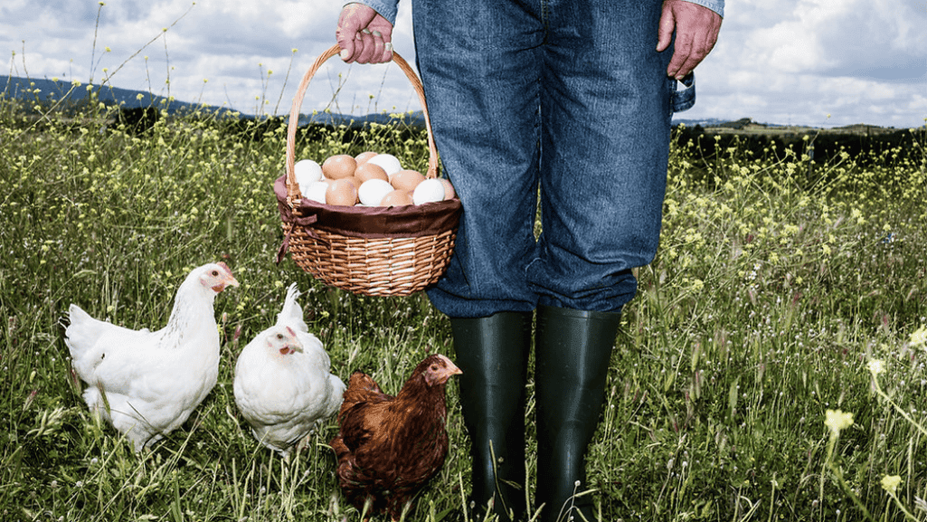 How to Make Money with Chickens