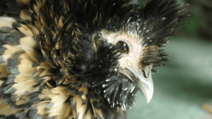 Scaly Mite in Chickens
