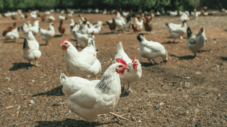 Small Farm Chicken