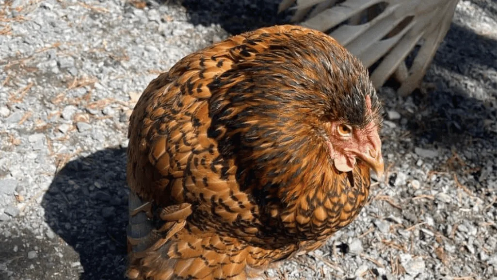 Water Belly in Chickens