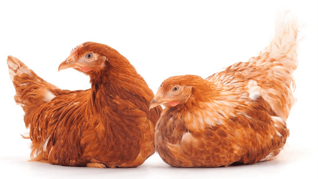 advanced chicken breeding strategies