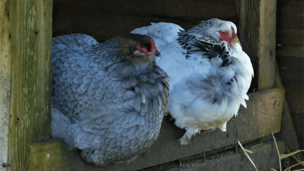 ascites causes in poultry