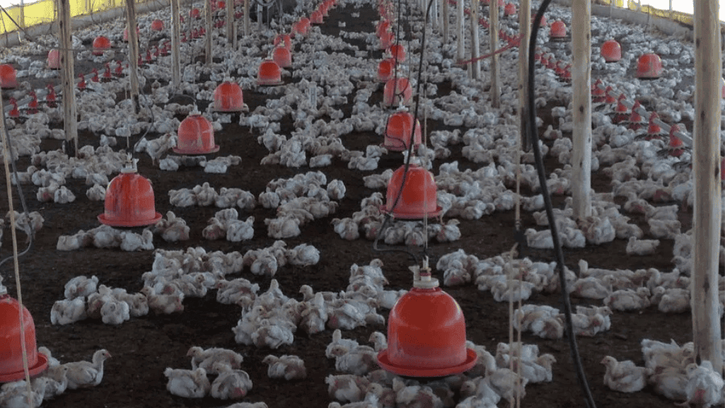 ascites symptoms in poultry