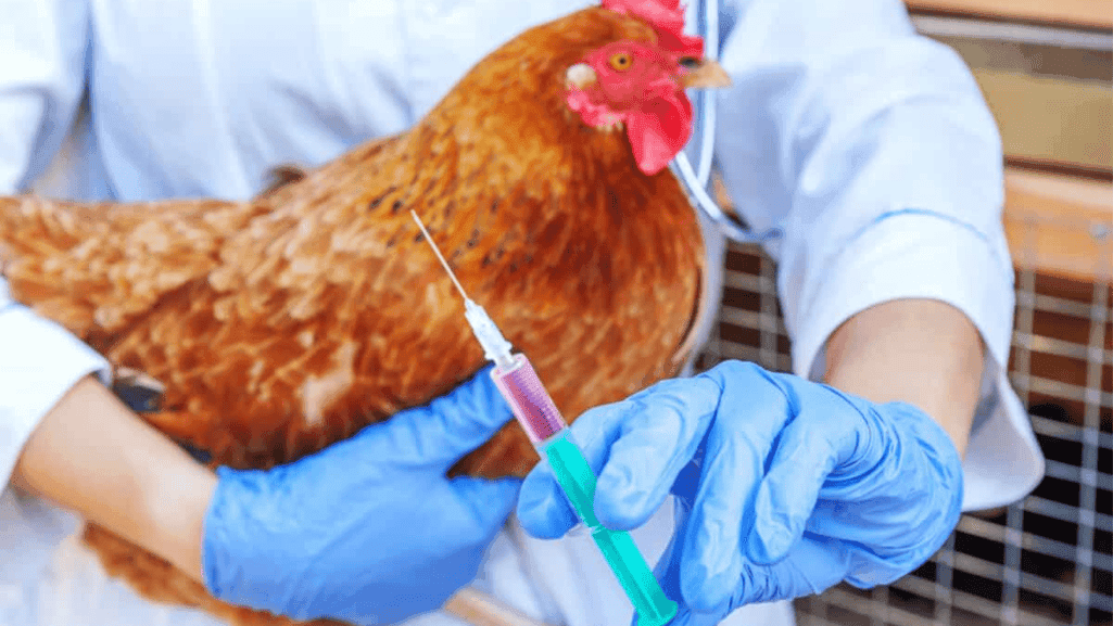 ascites treatment in poultry