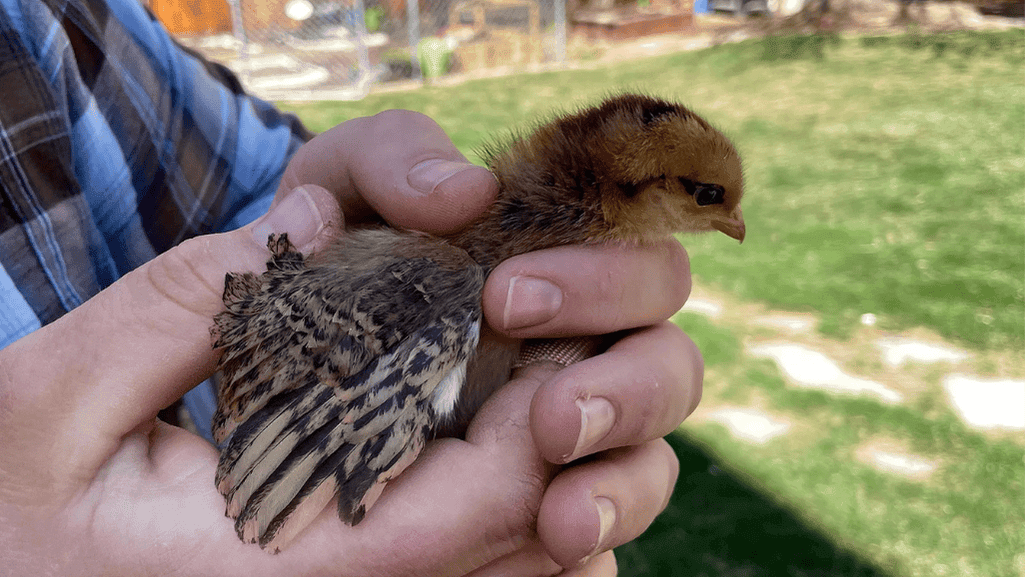 baby chick development