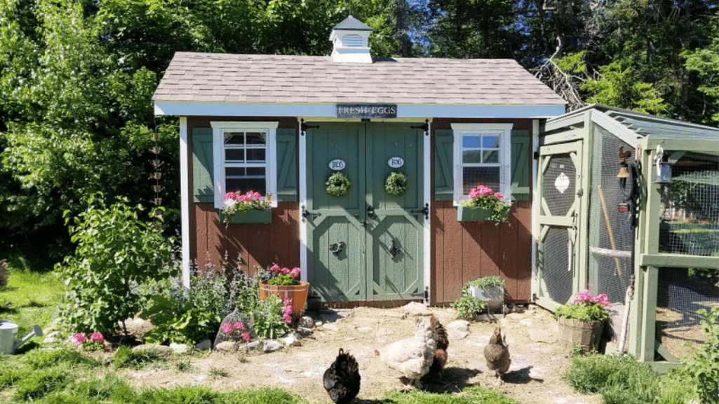 backyard chicken coop