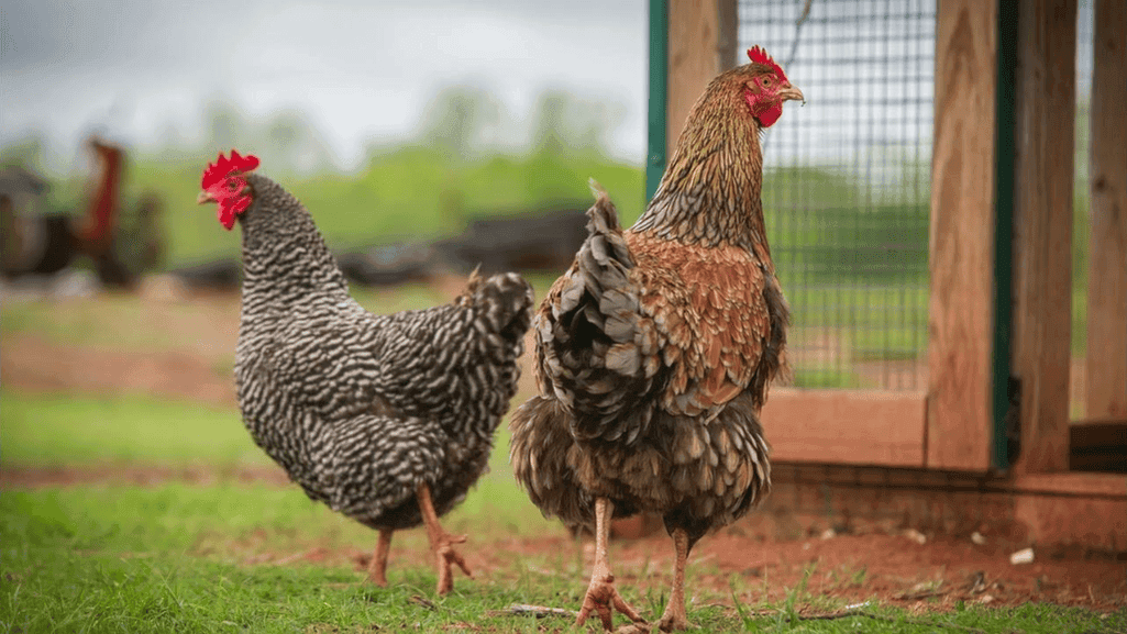 backyard chicken growth stages