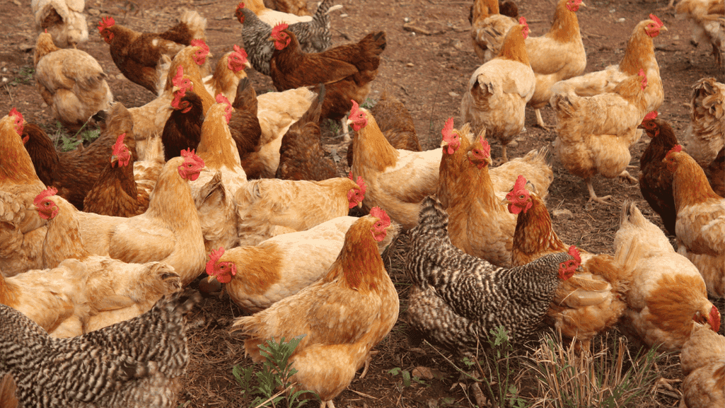 backyard flock