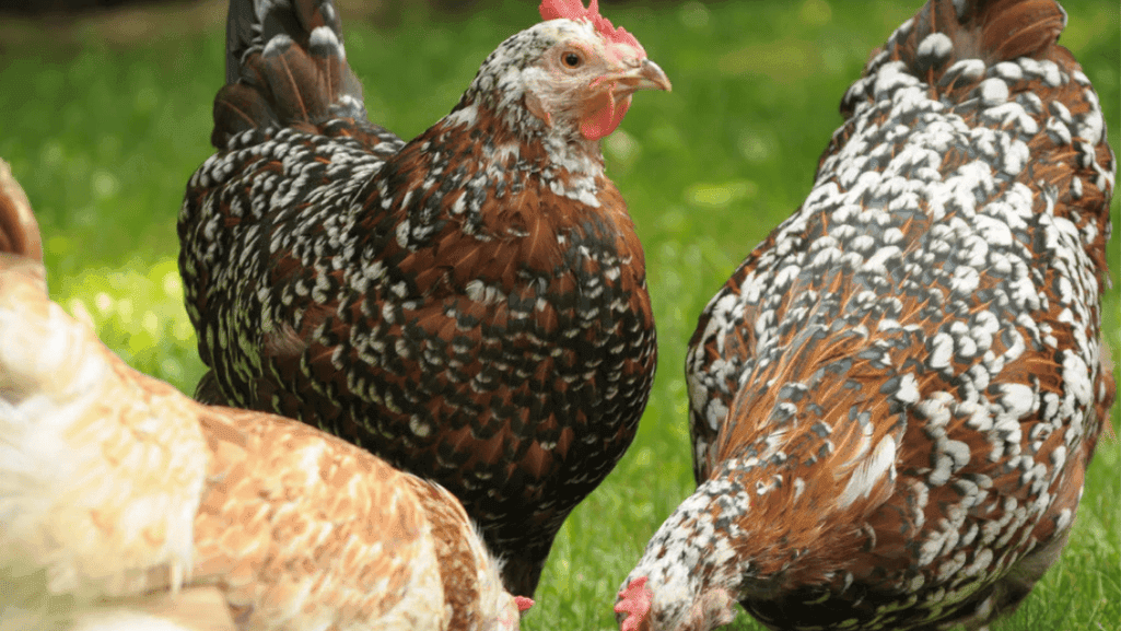 best chicken breeds for beginners and Easy Chickens