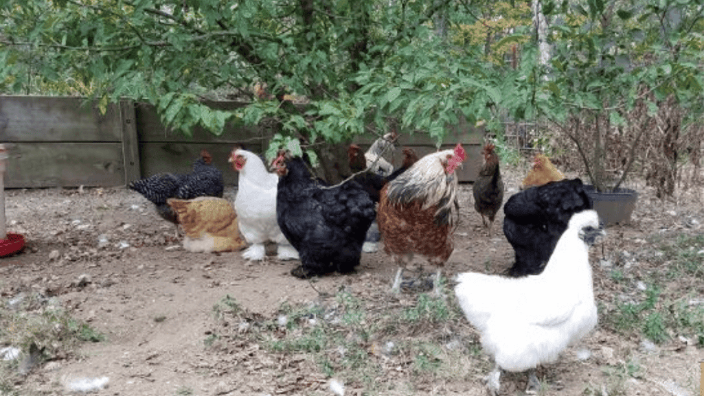 best rooster in family farm