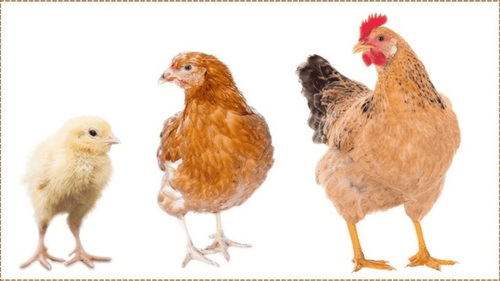 chick growth stages