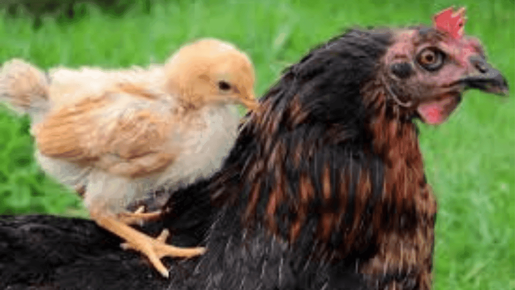 chick growth stages