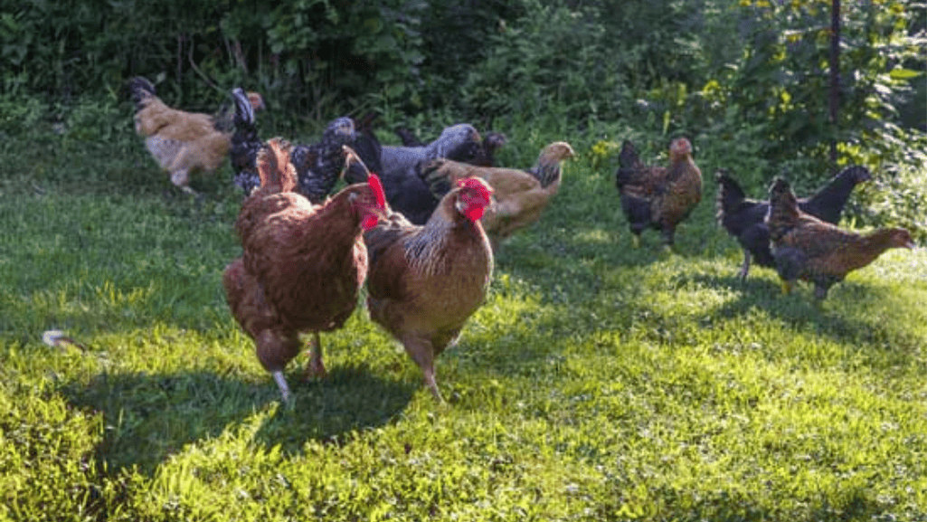 chicken behavior
