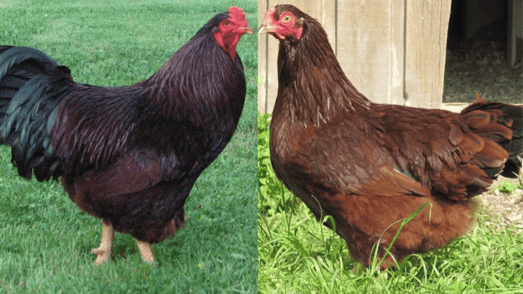 chicken breed comparison