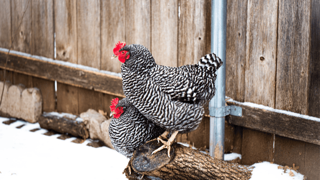 chicken breeds
