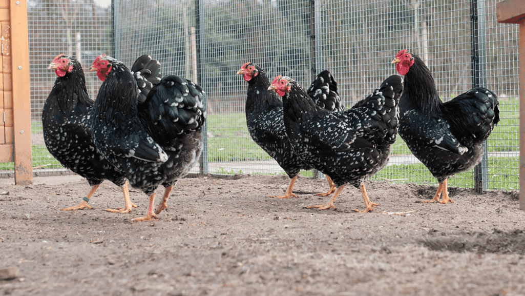 chicken care tips
