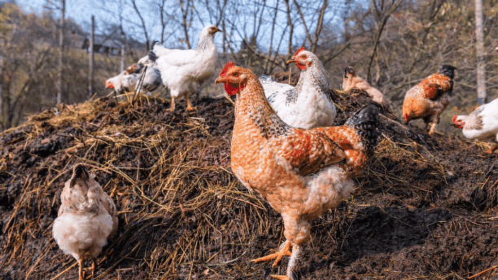 chicken droppings