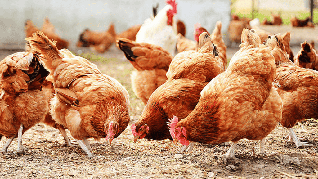 chicken farm economics