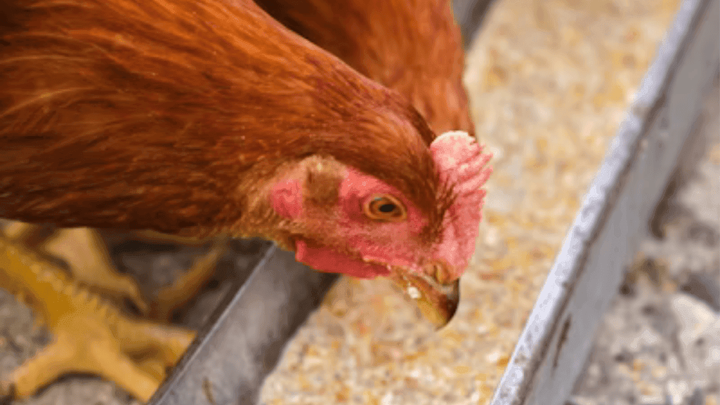 chicken feed transition