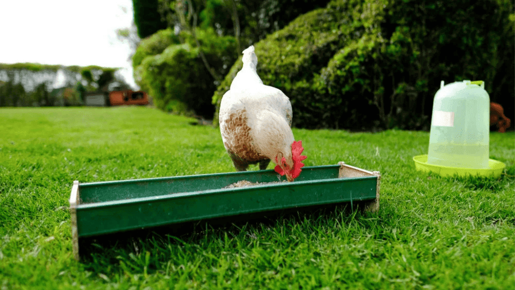 chicken feeder chicken feeder