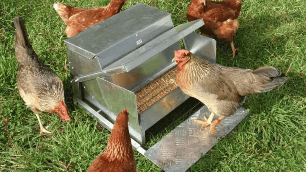 chicken feeder chicken feeder