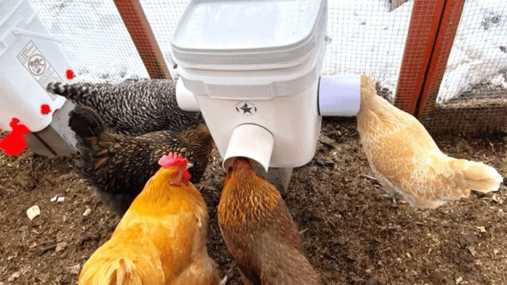 chicken feeder chicken feeder