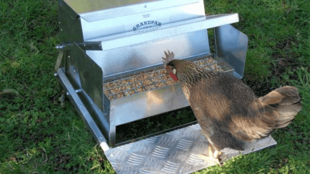chicken feeder chicken feeder