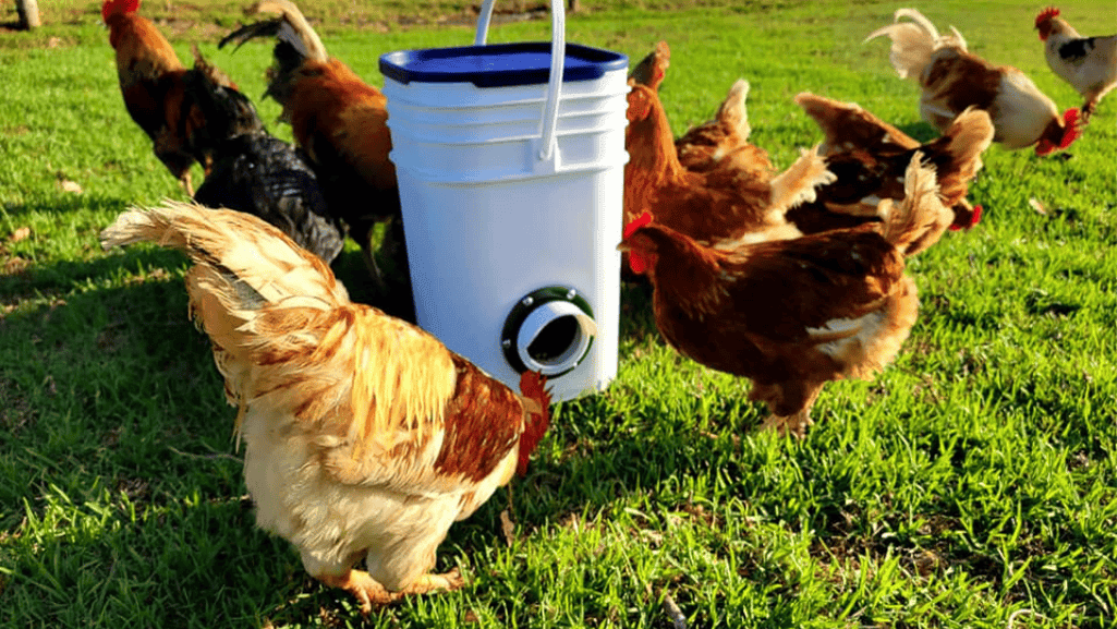 chicken feeder chicken feeder