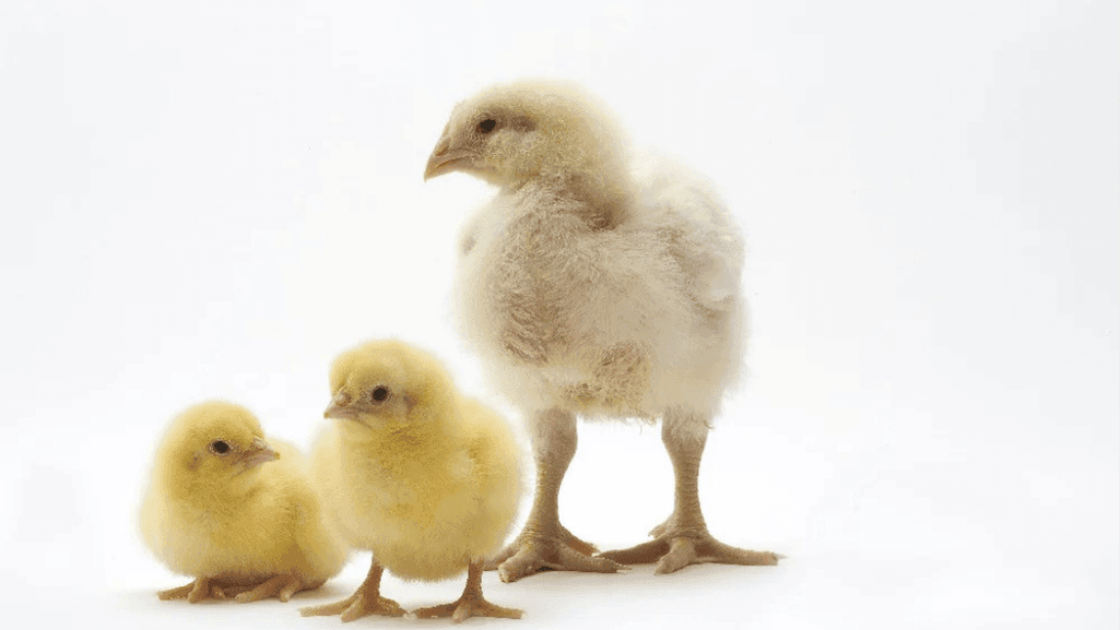 chicken growth factors and How Long Does It Take for a Chicken to Grow