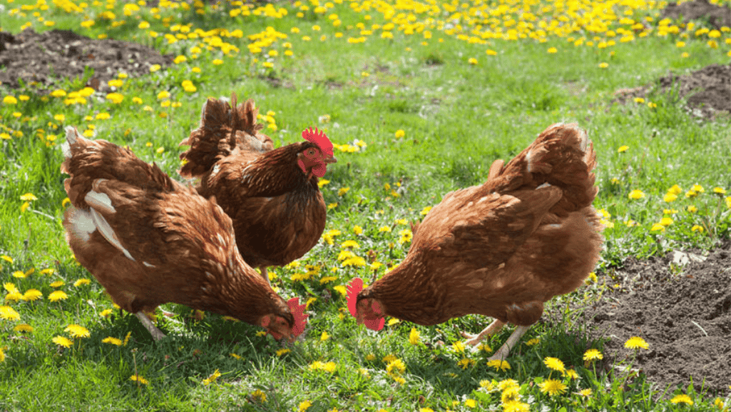 chicken health