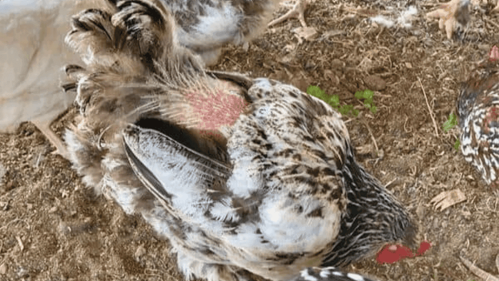 chicken molting process