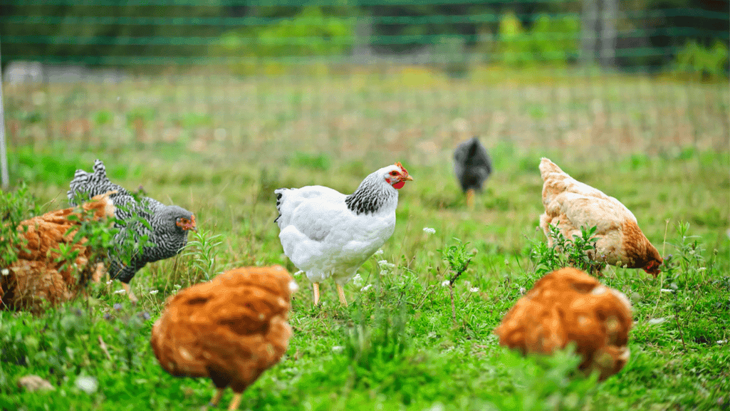 chicken nutrition and flock care