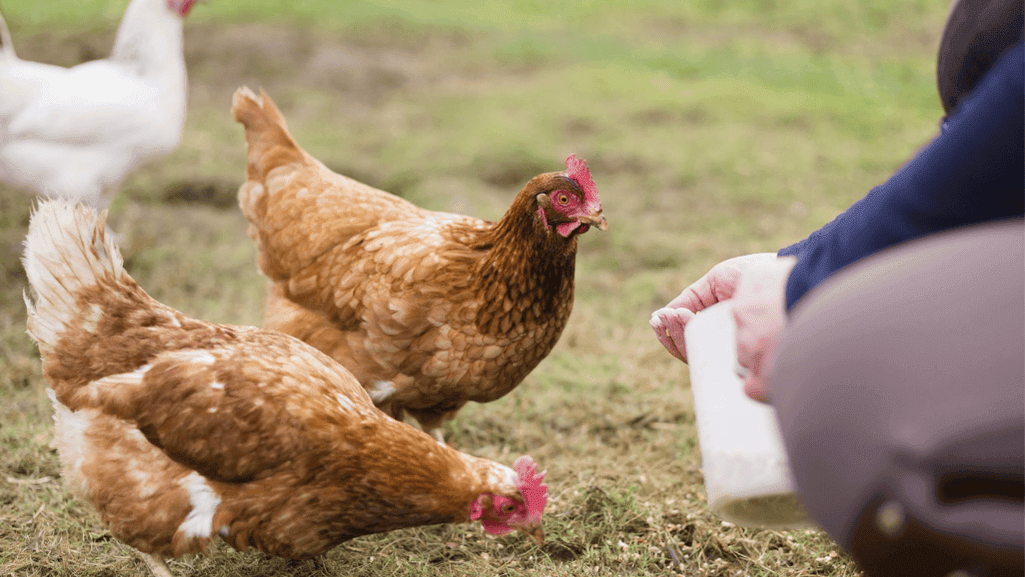 chicken nutrition