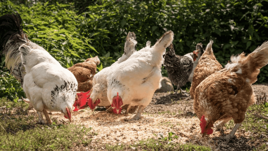 chicken social behavior