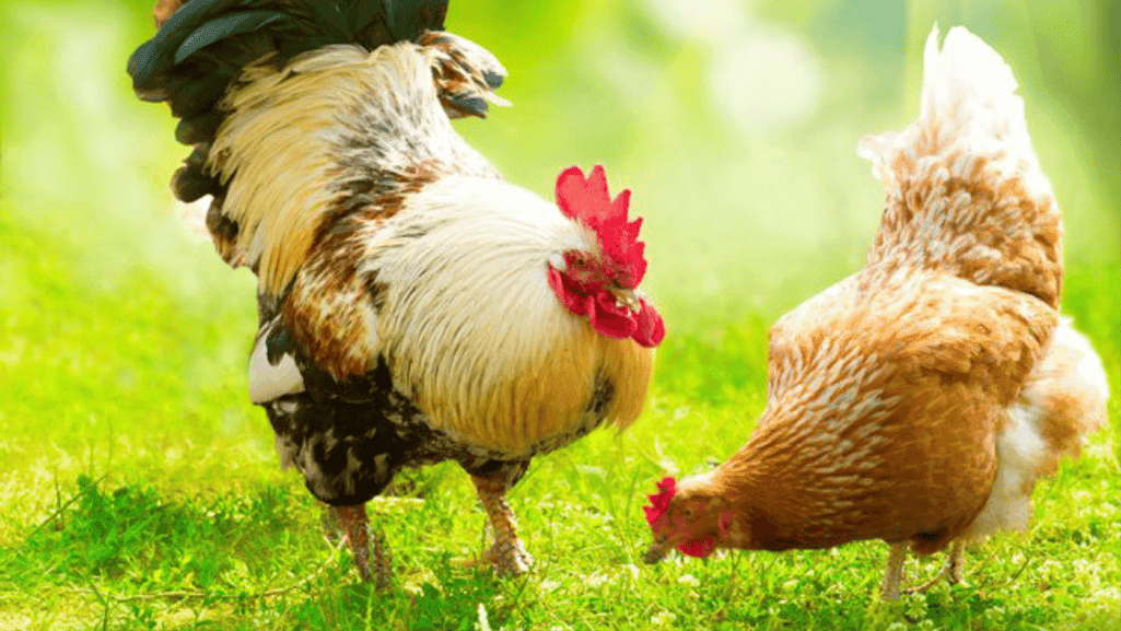 choosing the perfect rooster