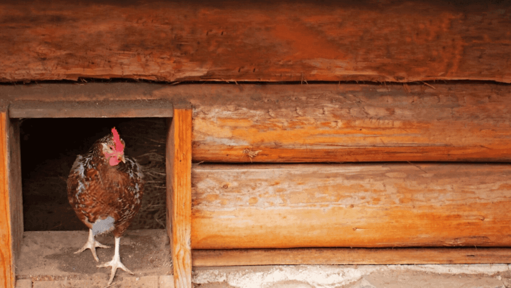 clean coop for poultry