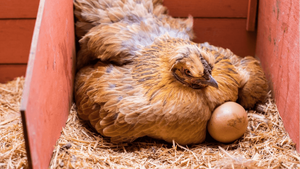 do fancy chickens lay eggs