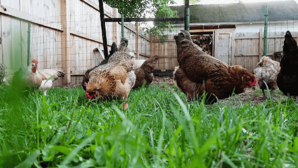 egg laying chicken care
