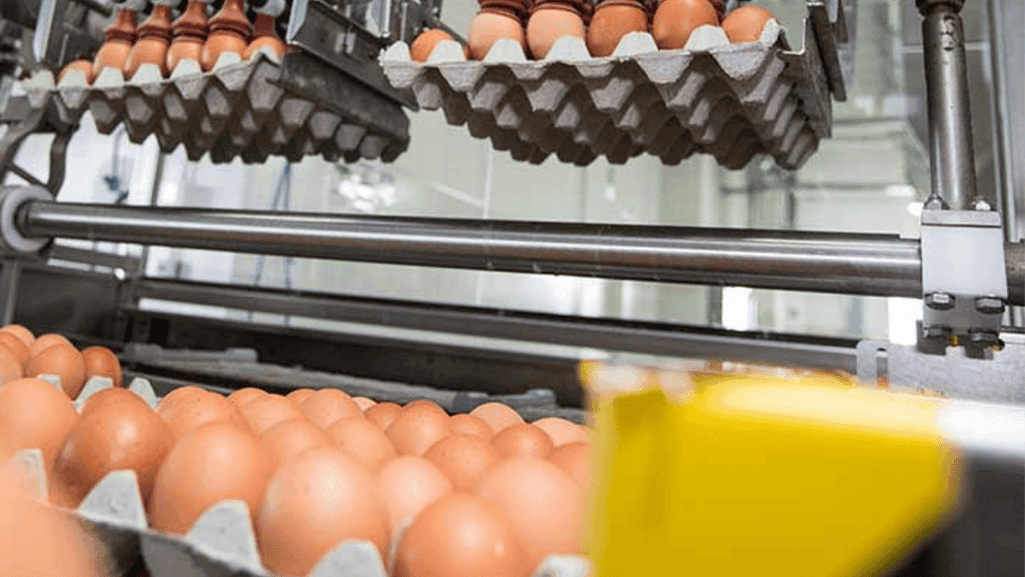 egg production patterns