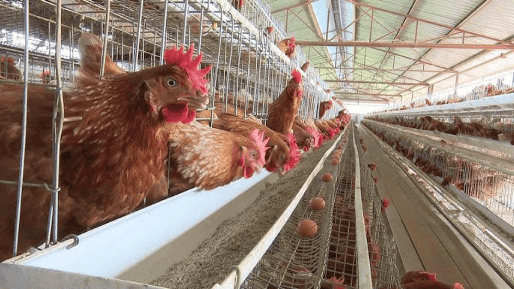 egg production strategies