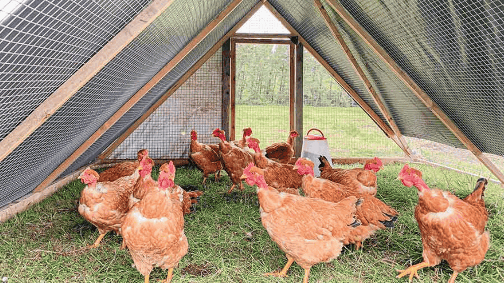 ethical poultry farming ethical poultry farming