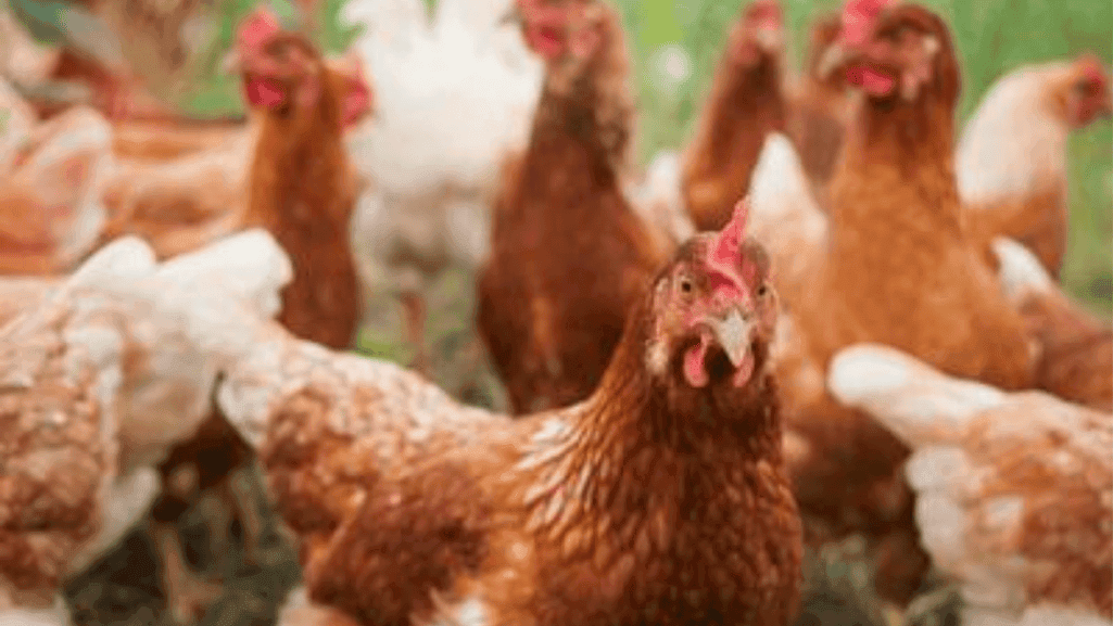 flock management strategies