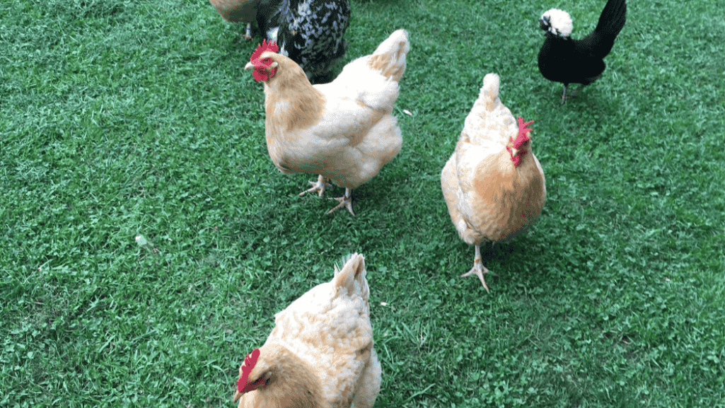 flock management