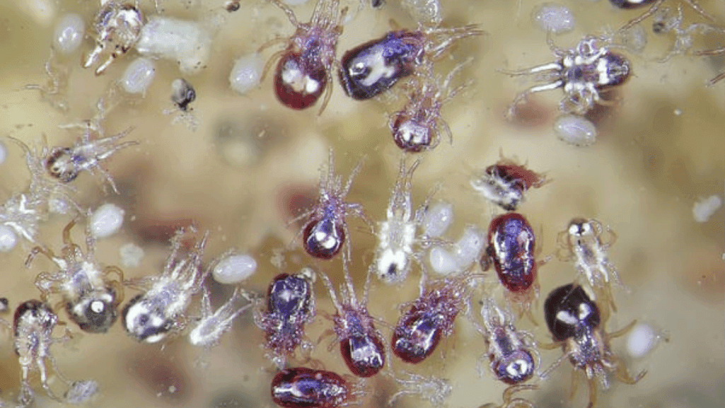 fowl mite control