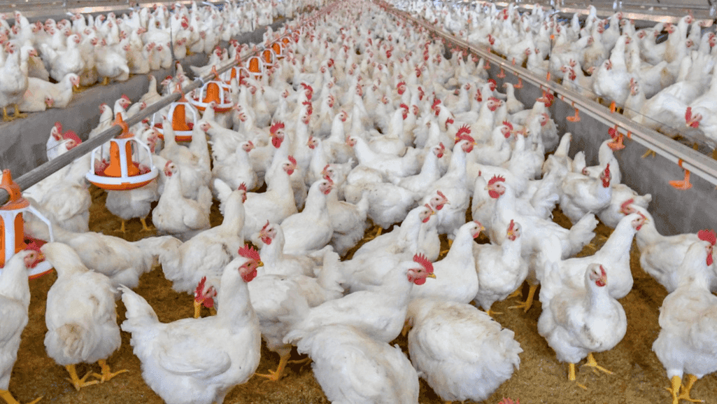 genetic factors in poultry health