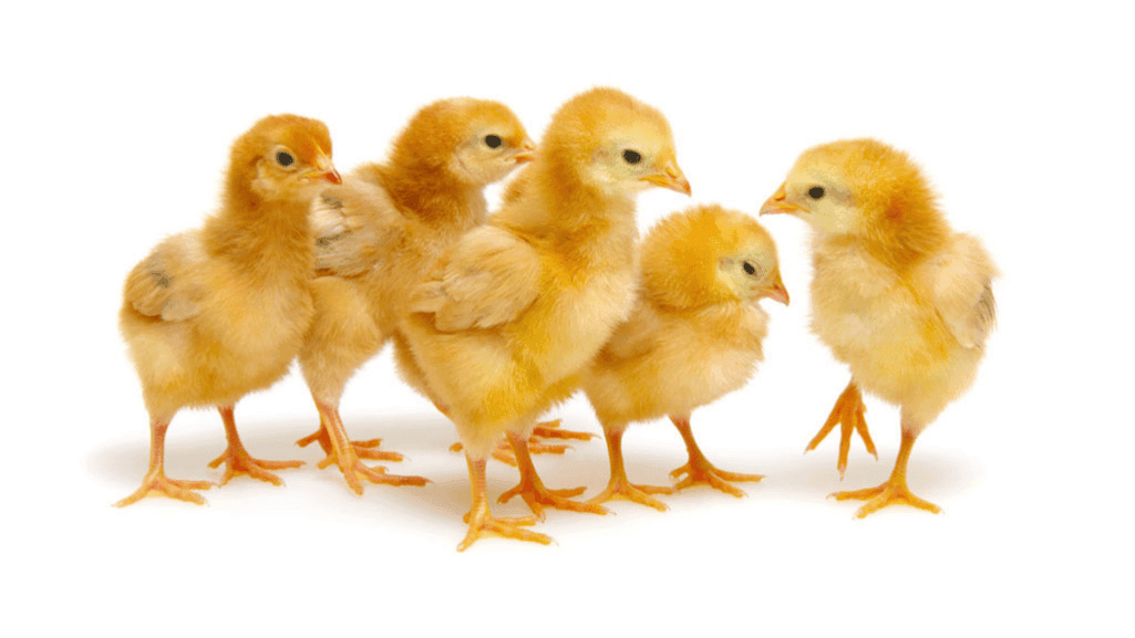 healthy chicken chicks