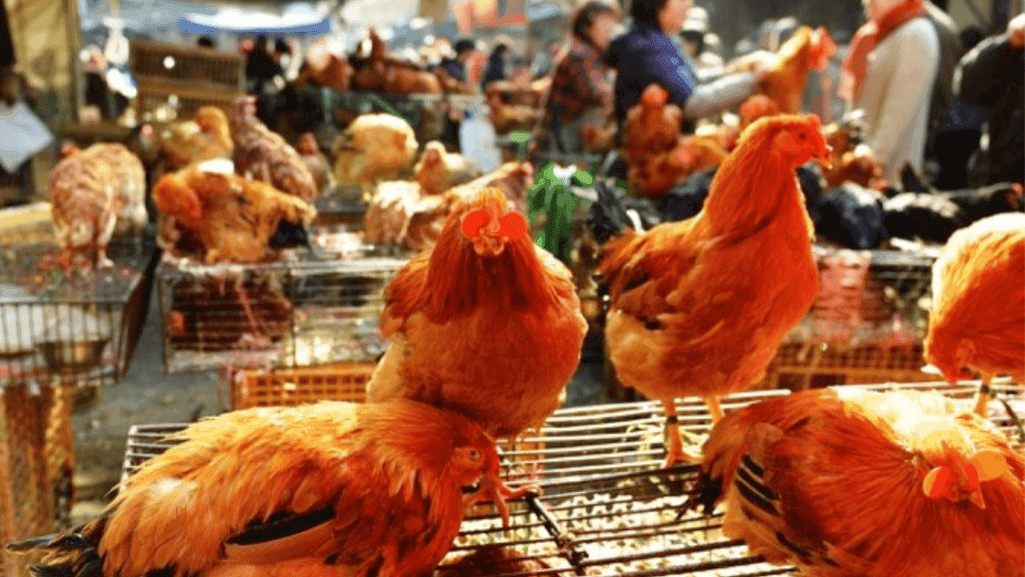 legal considerations in poultry sales