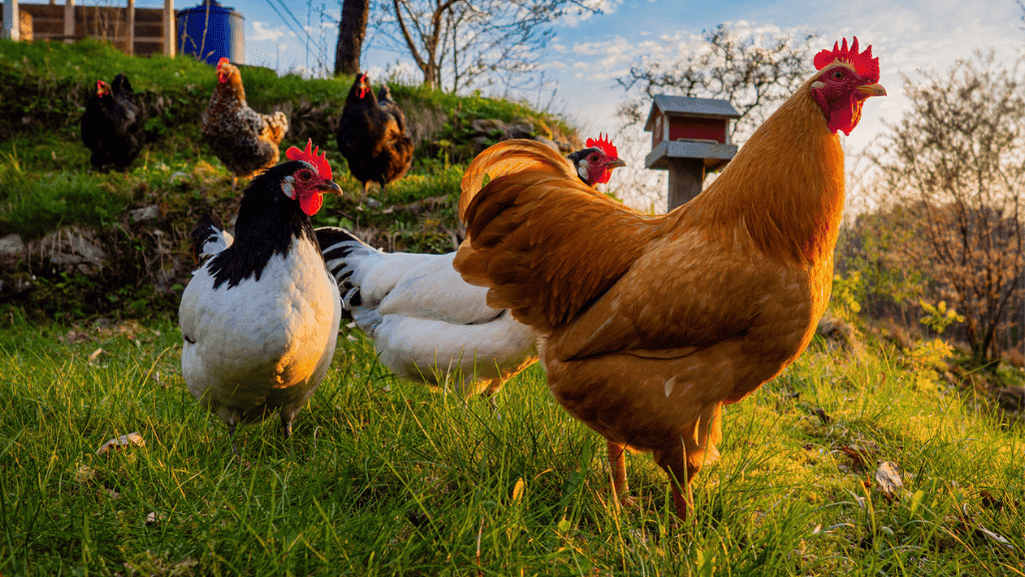 modern broiler vs heritage chickens