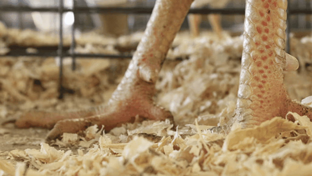 natural treatment for poultry leg issues
